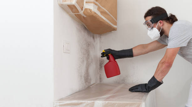 Professional Basement Mold Removal technician working in Mendham, NJ
