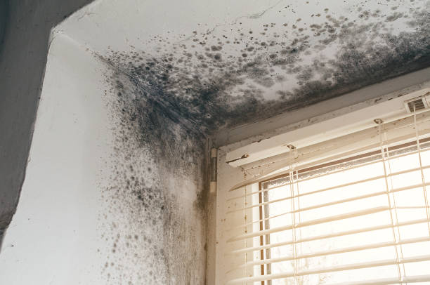 Affordable Basement Mold Removal solutions in Mendham, NJ